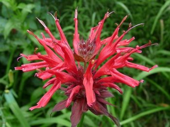 20-plants-that-attract-hummingbirds