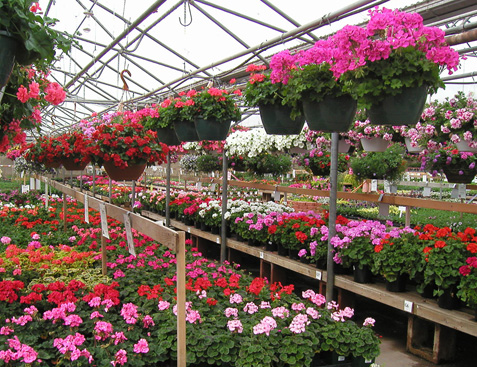 Don't Buy Plants from A Nursery Again! ~ Bees and Roses
