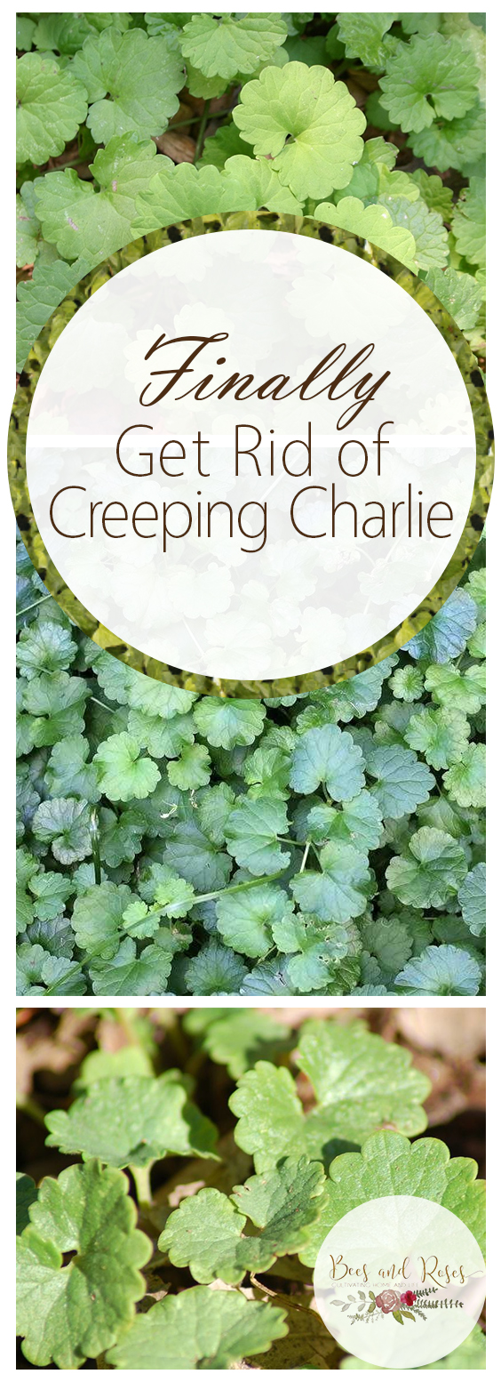 Finally Get Rid Of Creeping Charlie ~ Bees And Roses