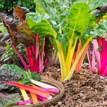 swiss chard plant guide grow zone many great