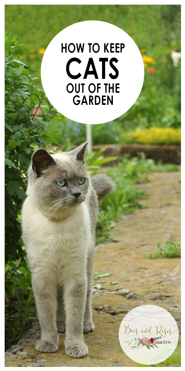 How To Keep Cats Out Of The Garden ~ Bees And Roses