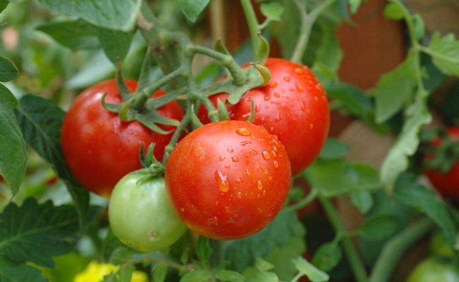 12 Gardening Hacks to Growing Veggies in Containers ~ Bees and Roses