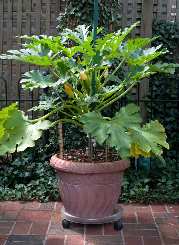 Vegetables To Grow In Pots: Container Gardening ...