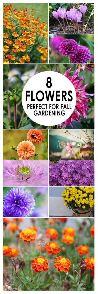 8 Flowers for Fall Gardening ~ Bees and Roses