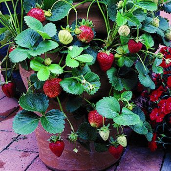 strawberries grow strawberry garden tips growing gardening patch plant plants fruit sunset pot pots sweetest if edible most beesandroses gardens