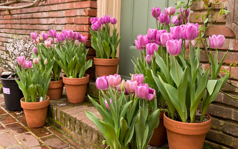 How-to-Grow-Tulips-in-Pots2.jpg