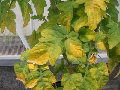 10 Reasons Your Plants Are Yellowing — Bees and Roses. Gardening tips ...