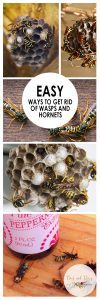 HOW TO GET RID OF HORNETS AND WASPS