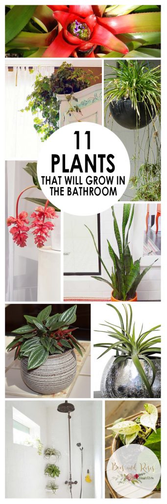 11 Easy to Grow Bathroom Plants ~ Bees and Roses