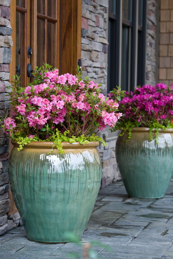 Best Outdoor Plants For Pots at Wood blog