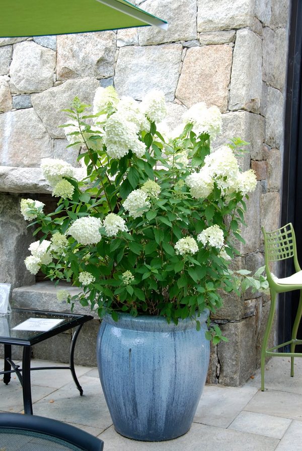 15 Garden Shrubs Perfect for Pots Bees and Roses