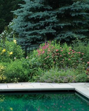 Easy Tips for A Great Garden Design ~ Bees and Roses