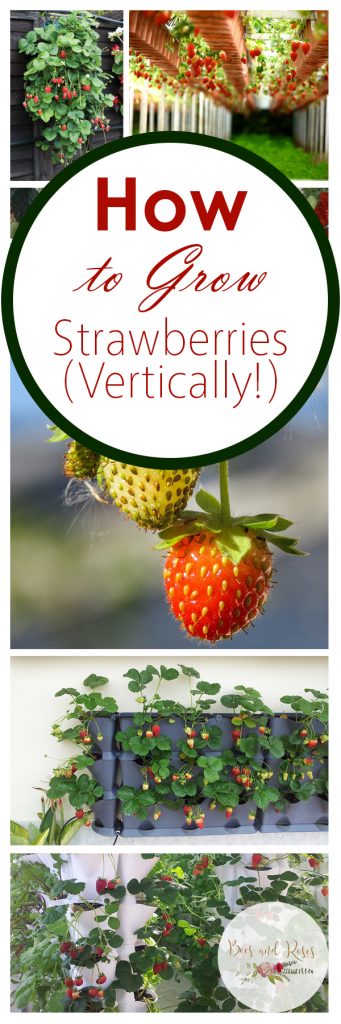 How to Grow Strawberries (Vertically!) ~ Bees and Roses