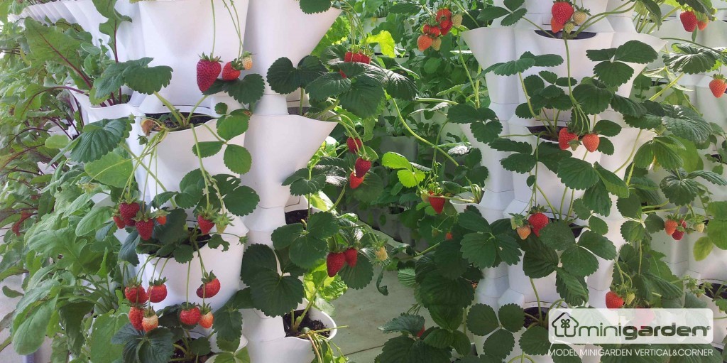 How to Grow Strawberries (Vertically!) ~ Bees and Roses