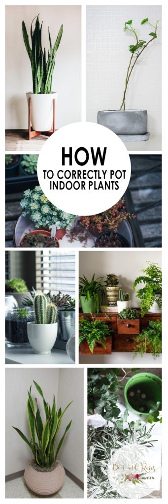 Potting Indoor Plants For Beginners