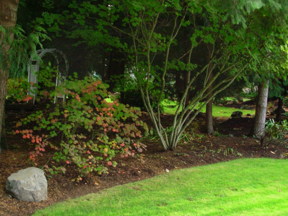 Small Landscaping Trees: Front Yards, Curb Appeal, Backyard Ideas, Best