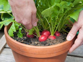 10 Veggies For A Windowsill Garden Bees And Roses