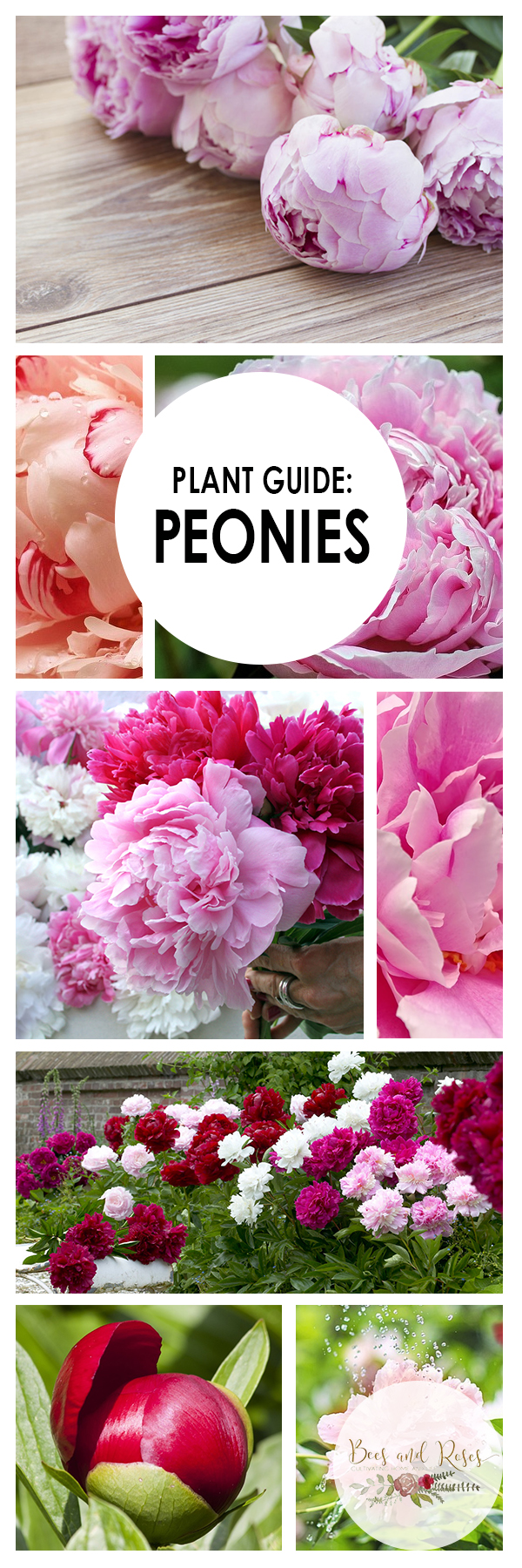 Plant Guide: Peonies ~ Bees and Roses