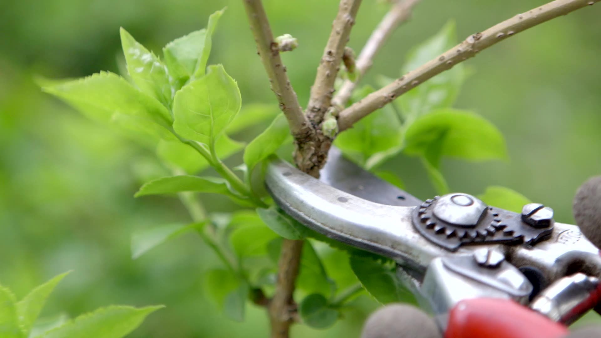 how-to-prune-flowering-shrubs-bees-and-roses