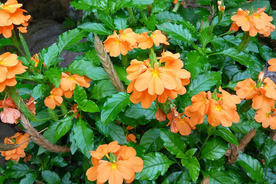 Plant Guide: Crossandra — Bees And Roses. Gardening Tips And Hacks.