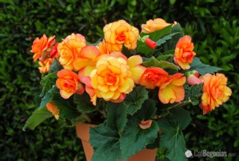 Plant Guide Beautiful Begonias Bees And Roses