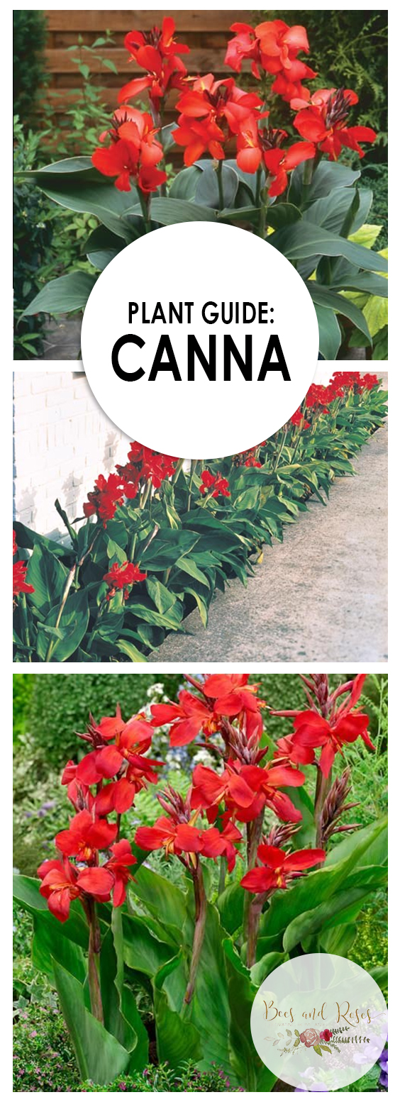 Plant Guide: Canna ~ Bees and Roses