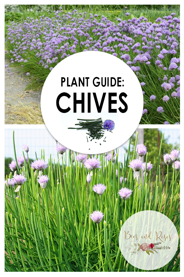 Plant Guide: Chives — Bees and Roses. Gardening tips and hacks.