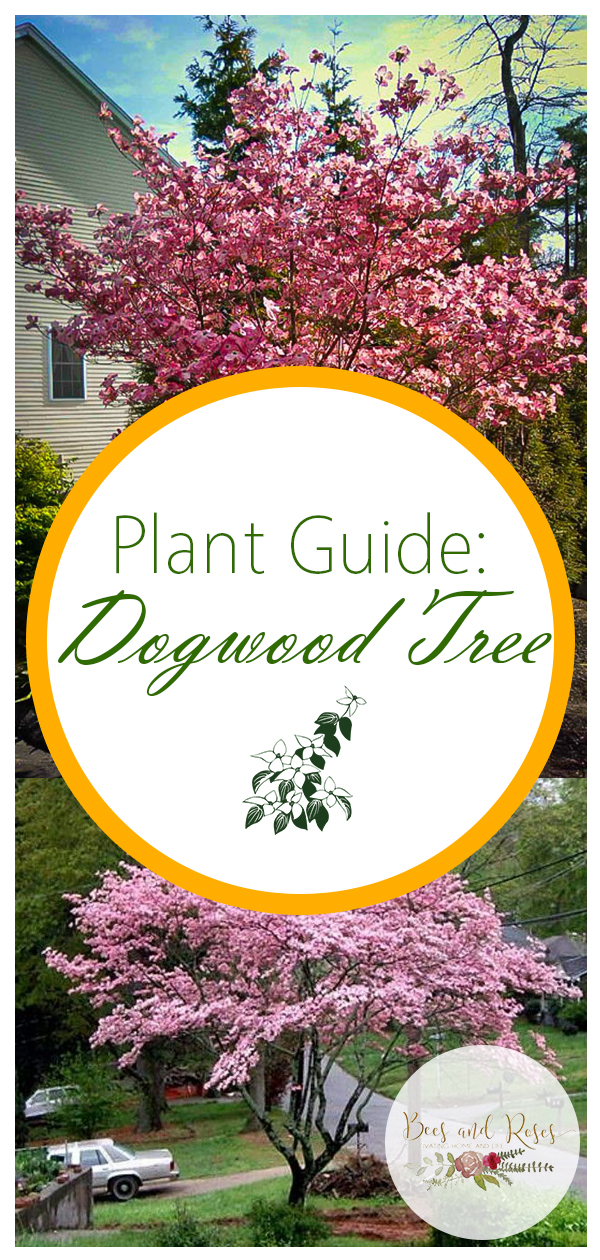 Plant Guide Dogwood Tree Bees and Roses