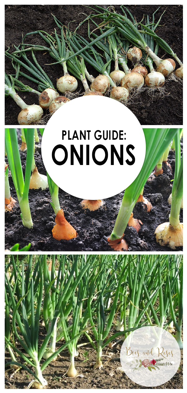 Plant Guide Onions Bees and Roses