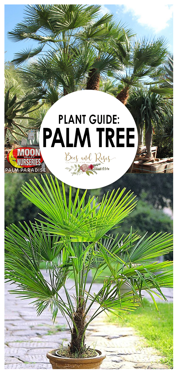 Plant Guide Palm Tree Bees and Roses