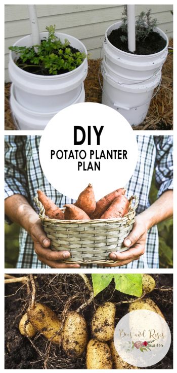 Diy Potato Planter Plan Bees And Roses