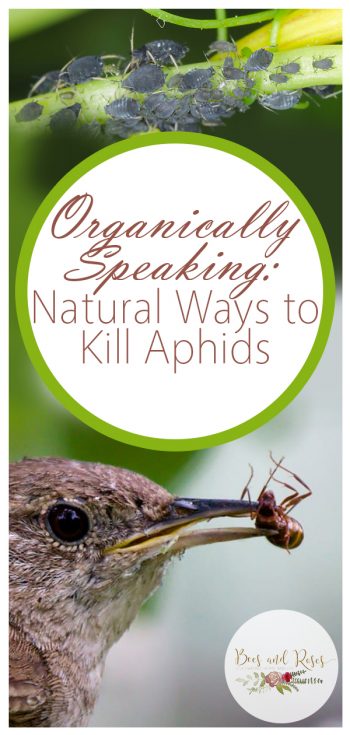 Organically Speaking: Natural Ways to Kill Aphids ~ Bees ...