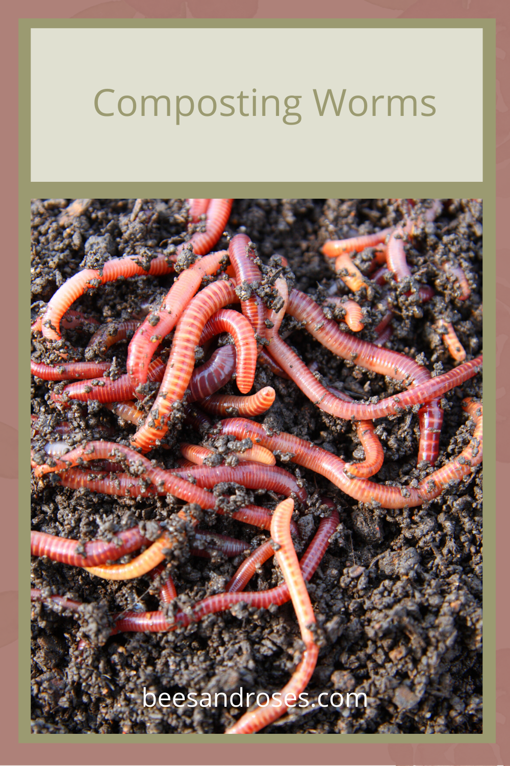 Composting Worms...Why Your Garden Needs Them ~ Bees and Roses