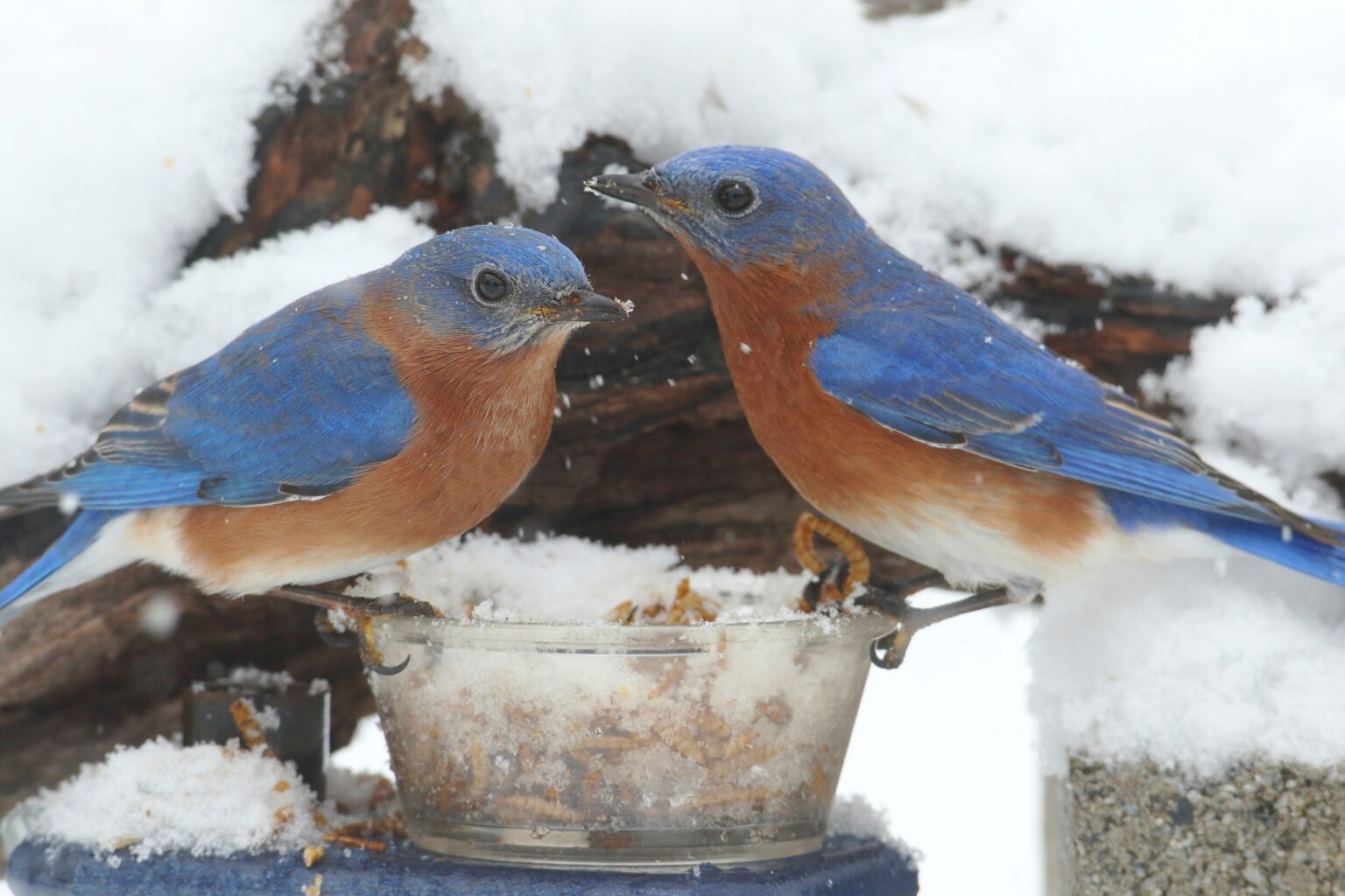 Bluebirds как удалить из дисковода