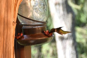Diy Mason Jar Bird Feeder Bees And Roses