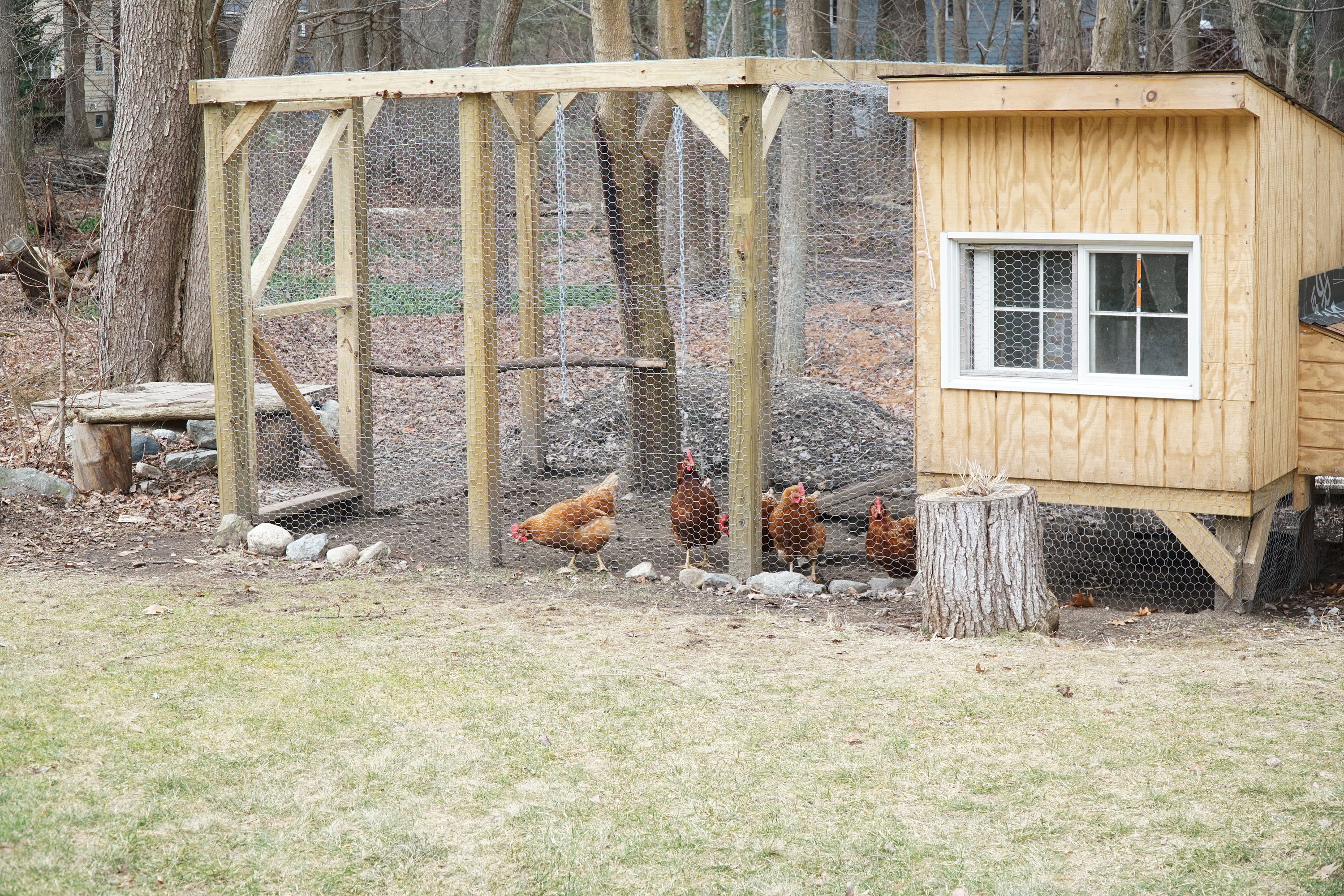 Chicken Coop Designs That Are Stylish Bees And Roses   Shutterstock 567687124 