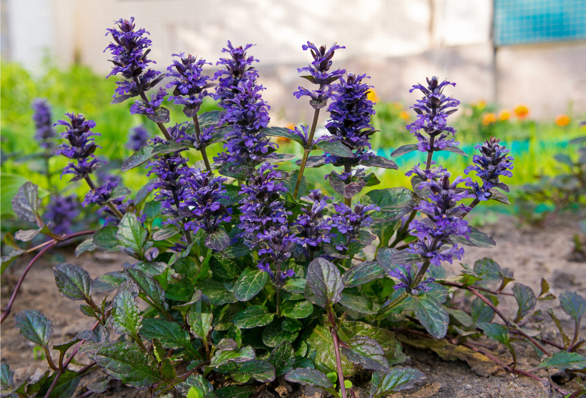 Живучка. Аюга живучка. Живучка ползучая (Ajuga reptans). Живучка пурпурная. Цветок Аюга живучка.