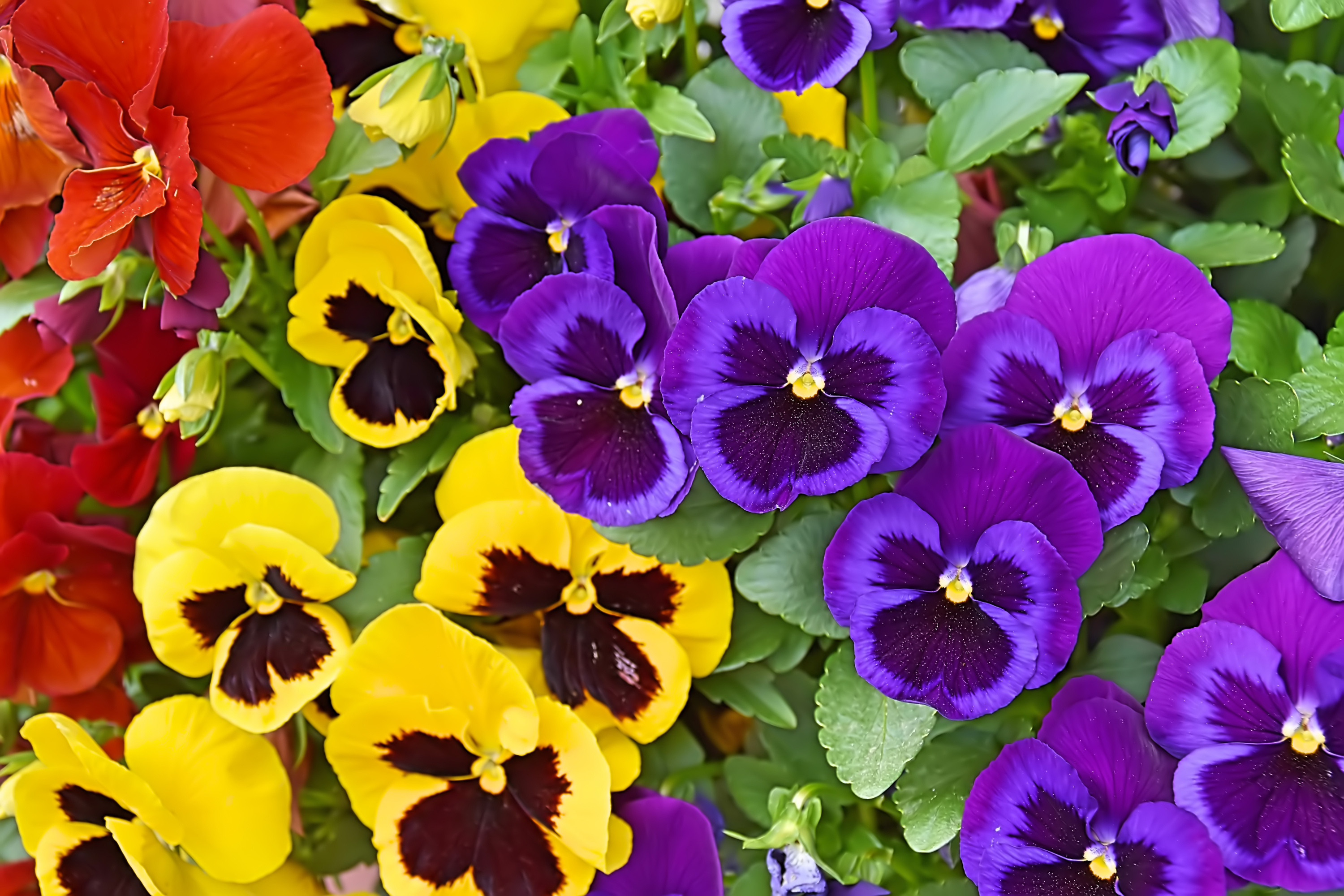 Pansy Isn t The Best Name For These Hardy Flowers Bees And Roses