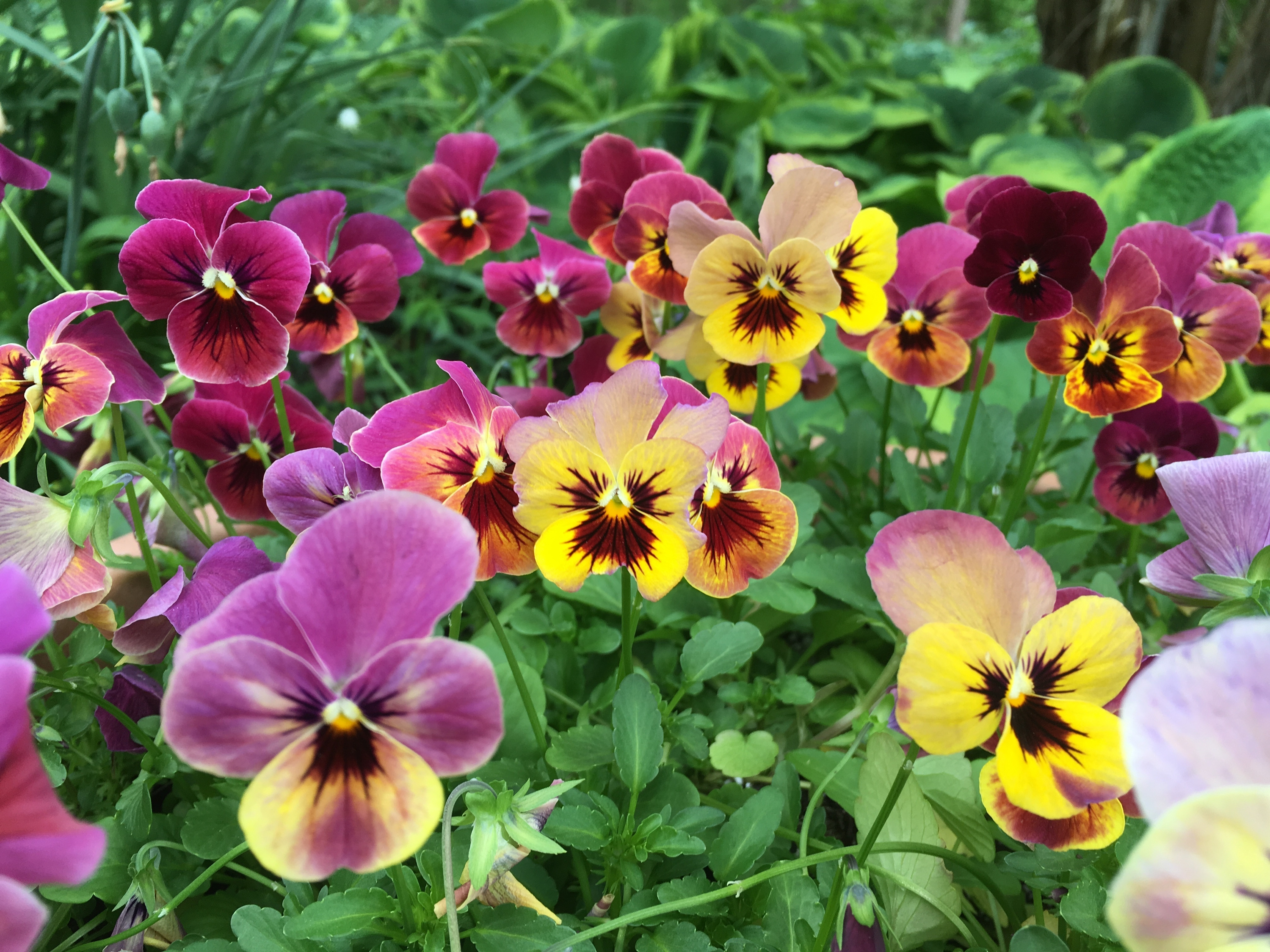 Pansy Isn't The Best Name For These Hardy Flowers ~ Bees and Roses