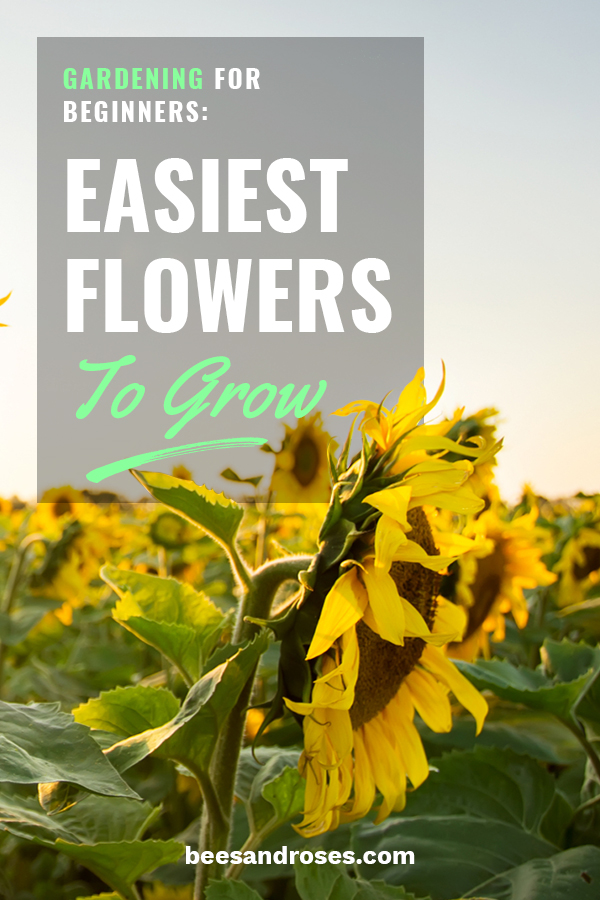 Gardening For Beginners: Easiest Flowers To Grow ~ Bees and Roses