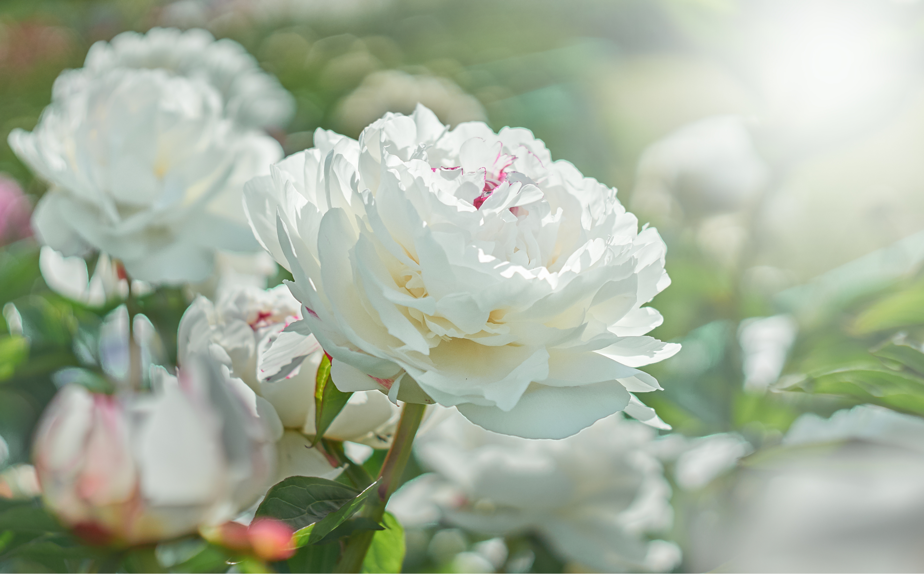 Красивые белые фотографии. Пион Жардин белый. Белые пионы. | Пионы - Peonies белый. Белые пионы белый сад.