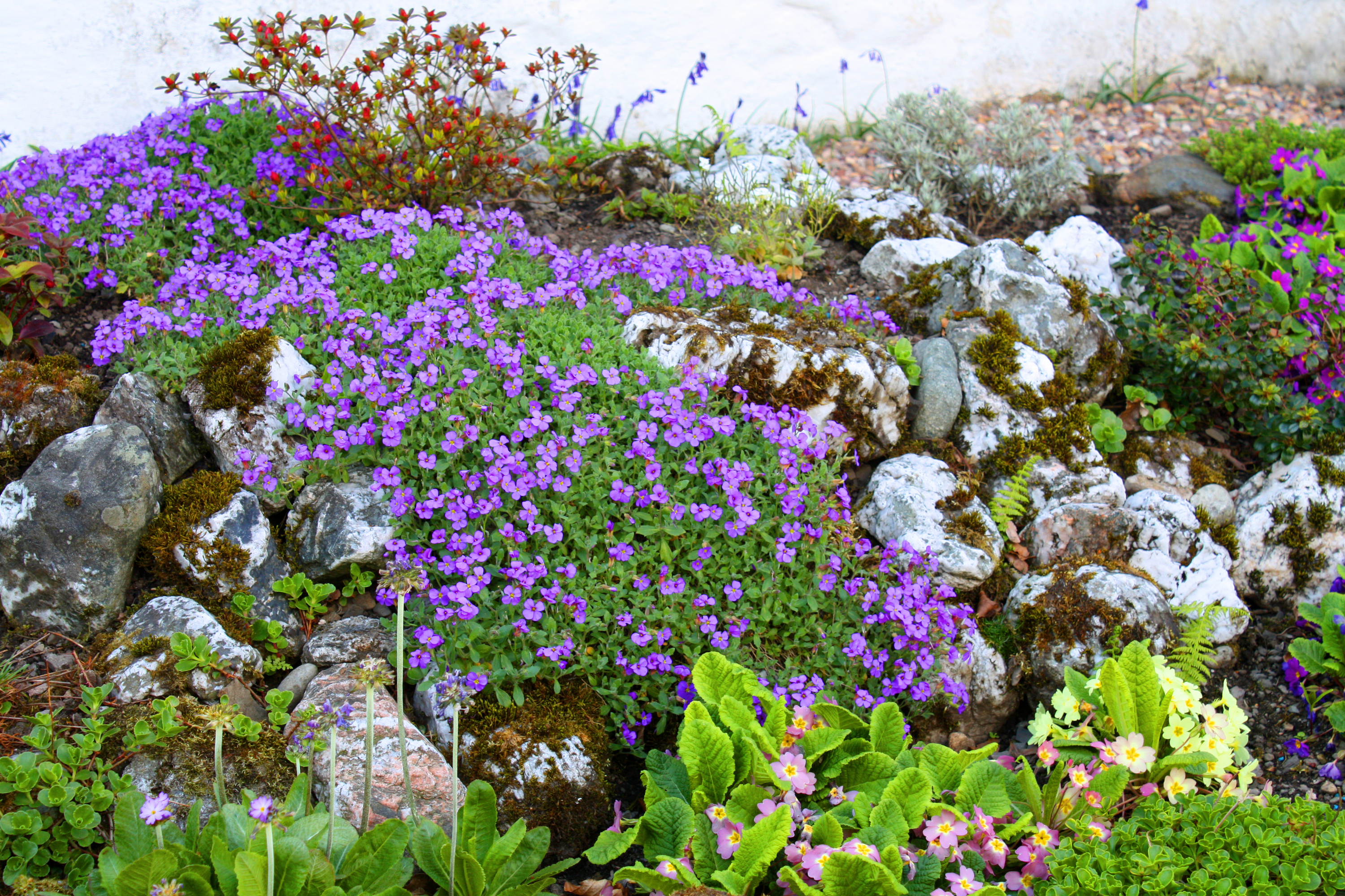 цветы для альпийской горки многолетние фото