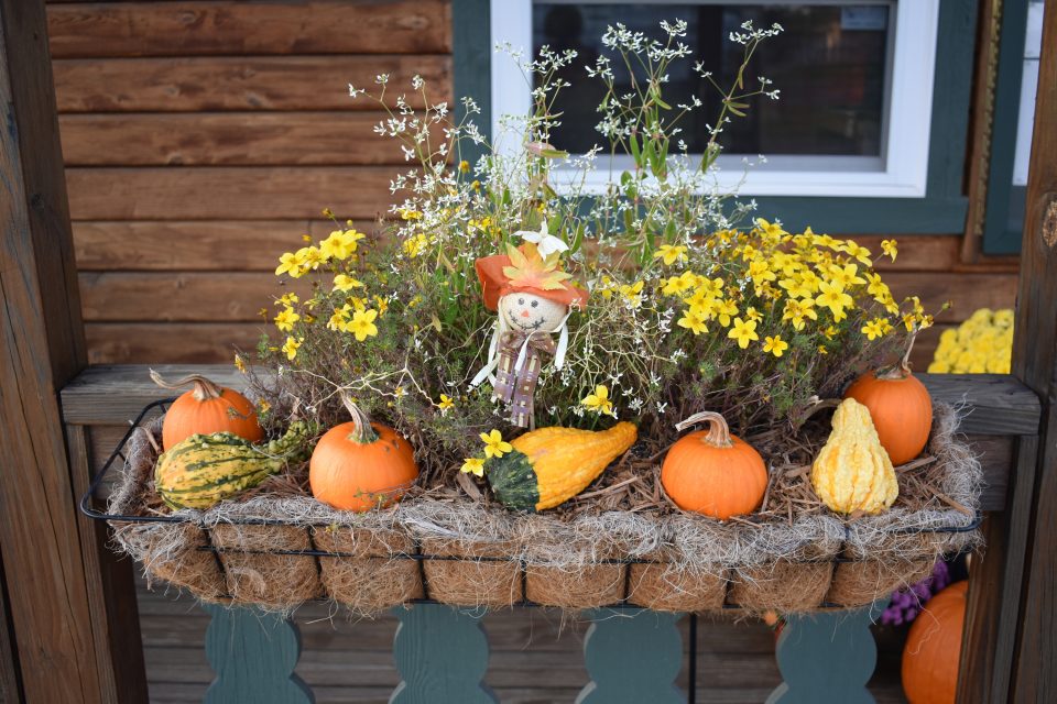 "FALL" In Love With These Window Box Decorating Ideas