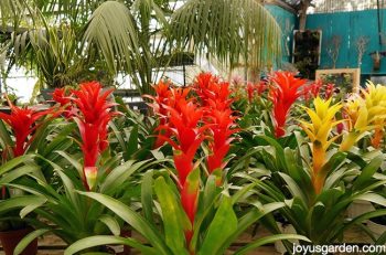 Exotic Plants for Your Ordinary Garden — Bees and Roses. Gardening tips ...