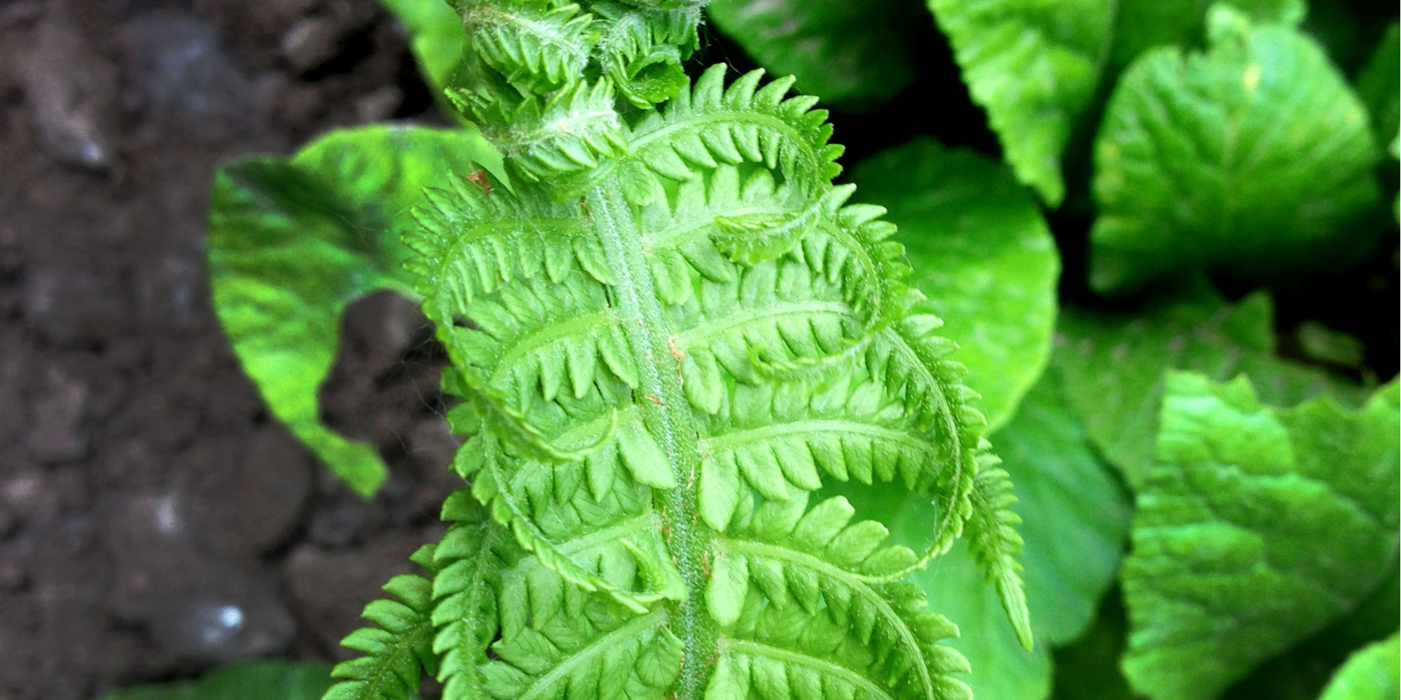 ferns-the-difference-between-palmate-and-pinnate-bees-and-roses