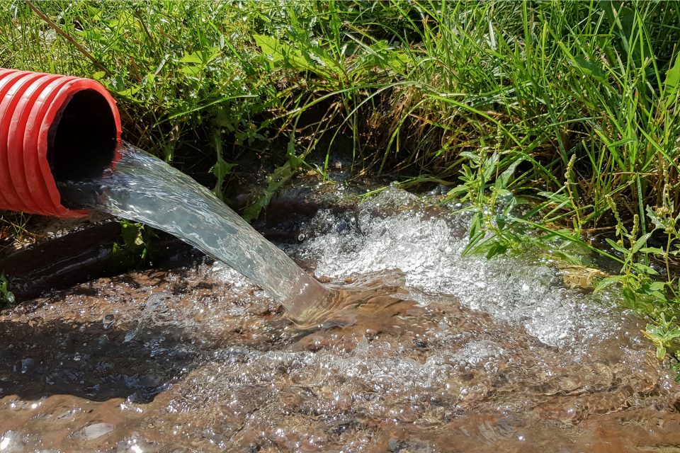 Deep Watering For Trees And Shrubs In The Fall Bees and Roses