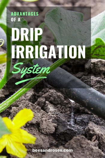 Advantages Of A Drip Irrigation System ~ Bees and Roses