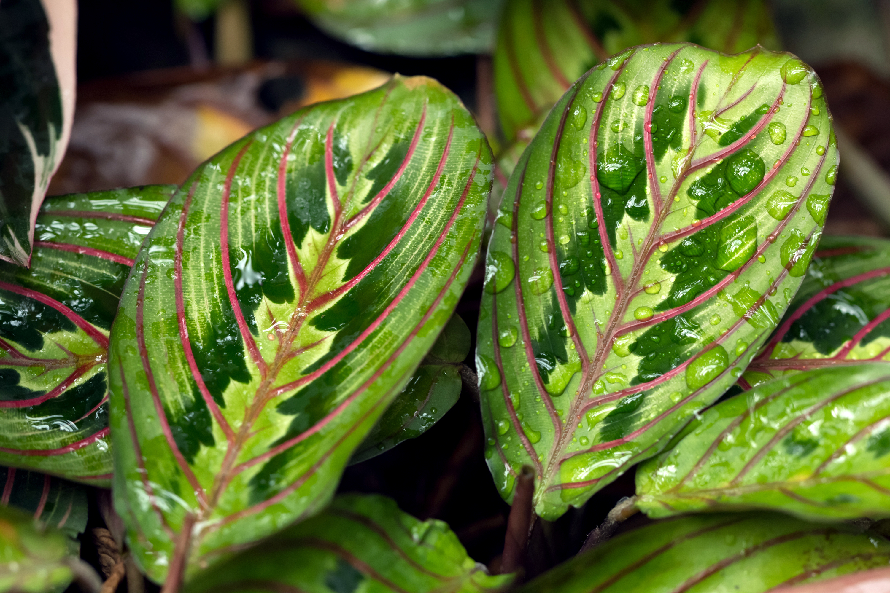 Are Prayer Plants Dangerous To Cats Cat Meme Stock Pictures And Photos