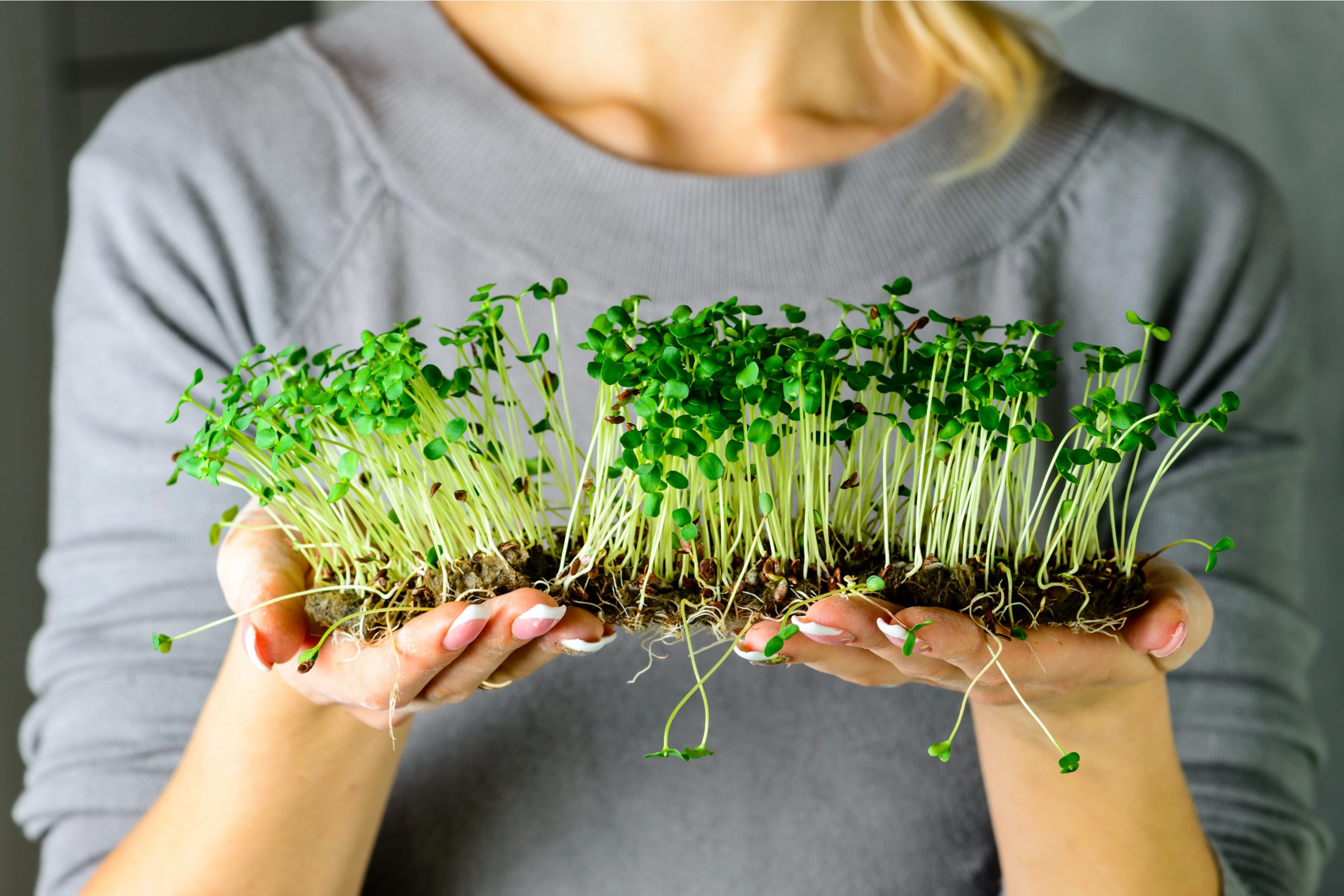  Grow Microgreens Indoors, Easy Steps