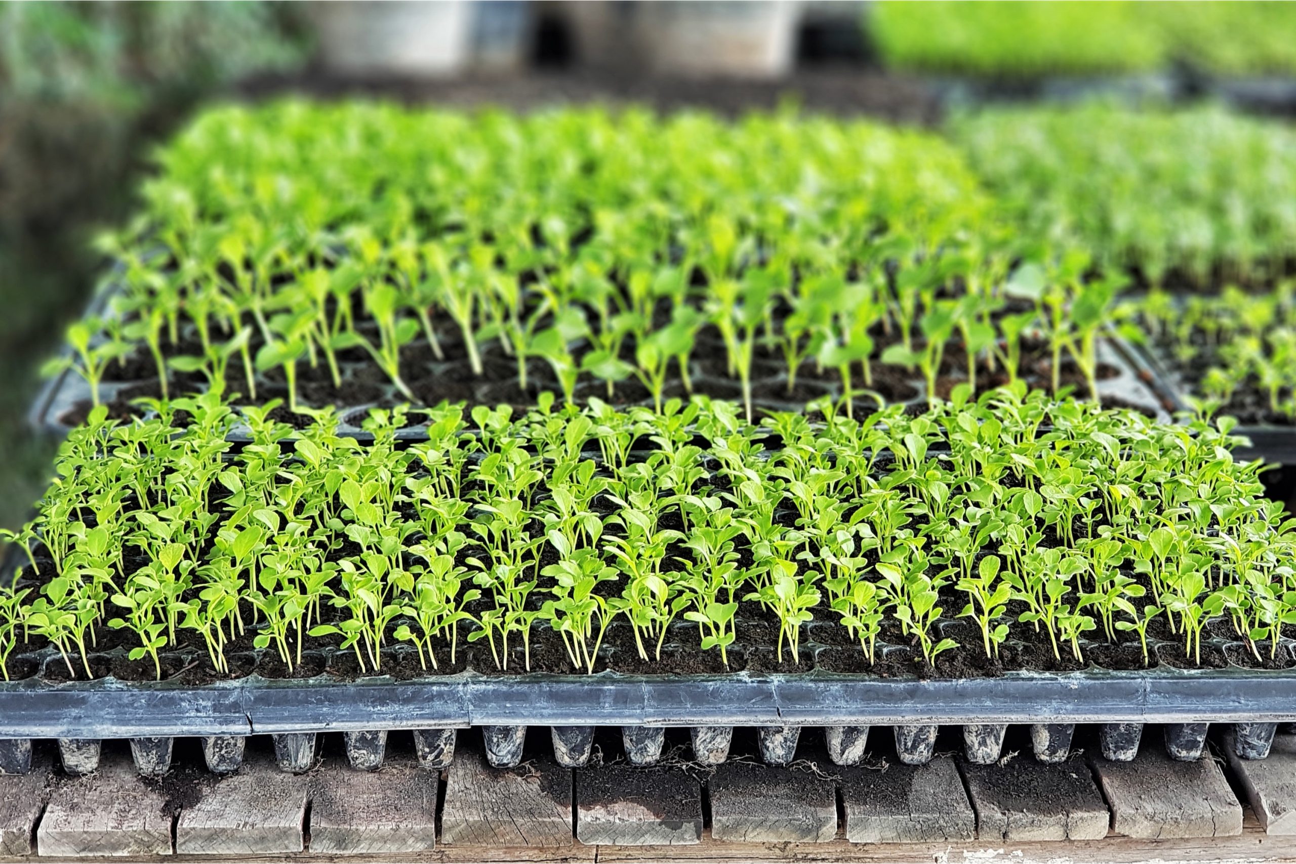  Mastering Microgreens, Grow Indoors in Small Spaces